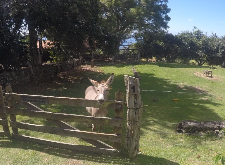 DCIM100GOPROGOPR0219.